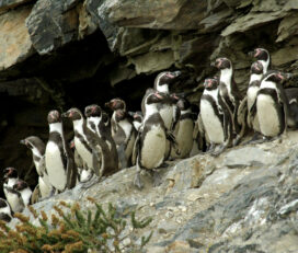 Reserva Nacional Pingüino de Humboldt